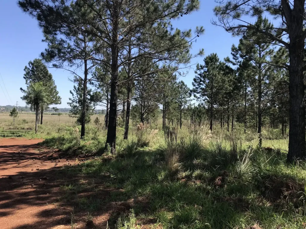 Área de Reserva Ambiental Zaimán